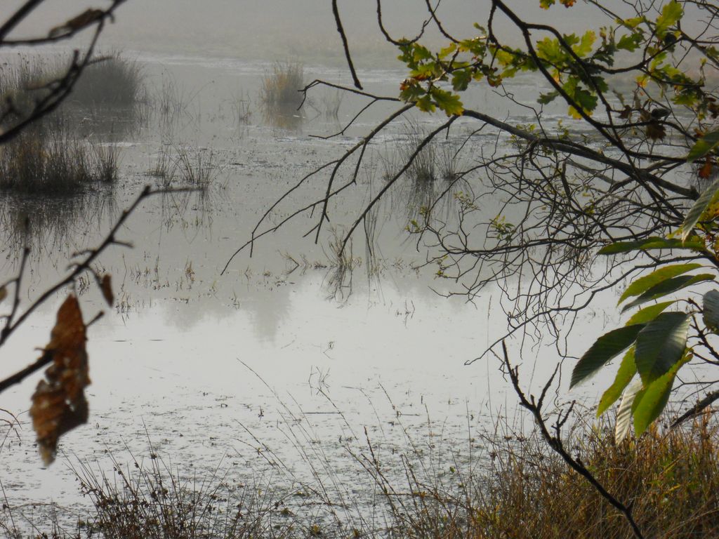 Brume sur l'étang.
