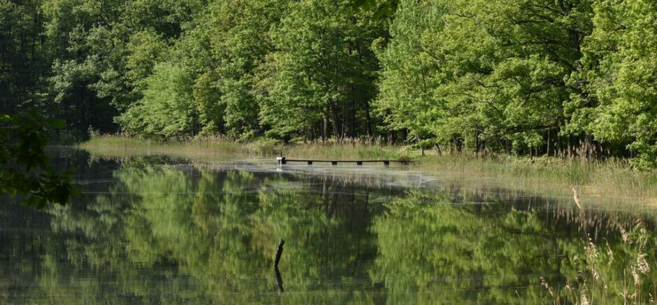 LES CHEMINS DE MUSARDE