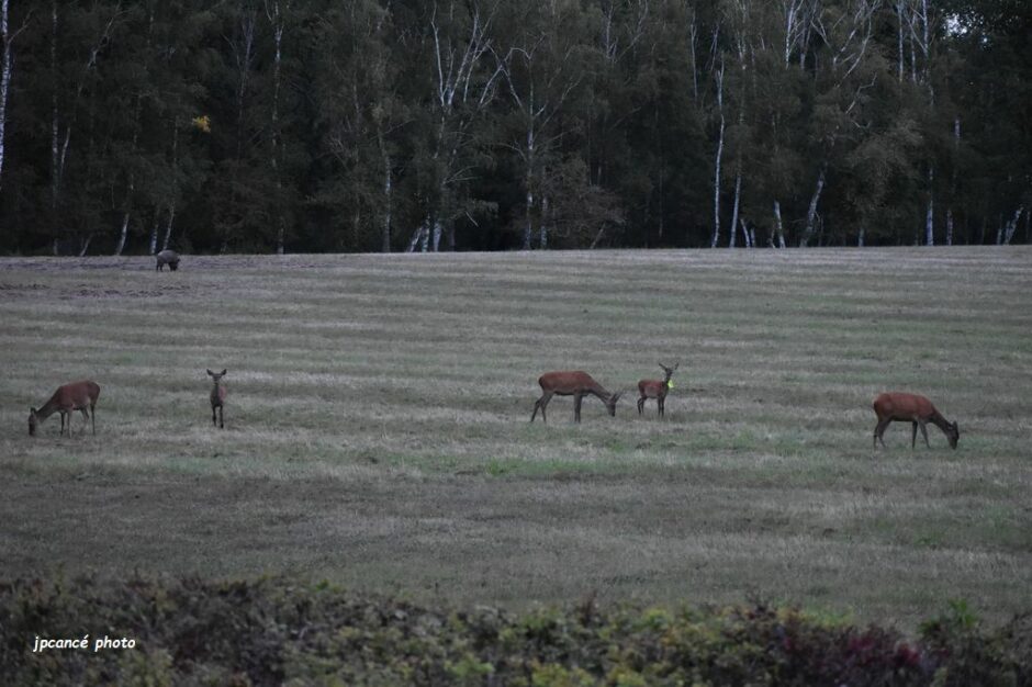 LES CHEMINS DE MUSARDE