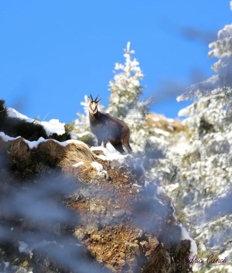 LES CHEMINS DE MUSARDE