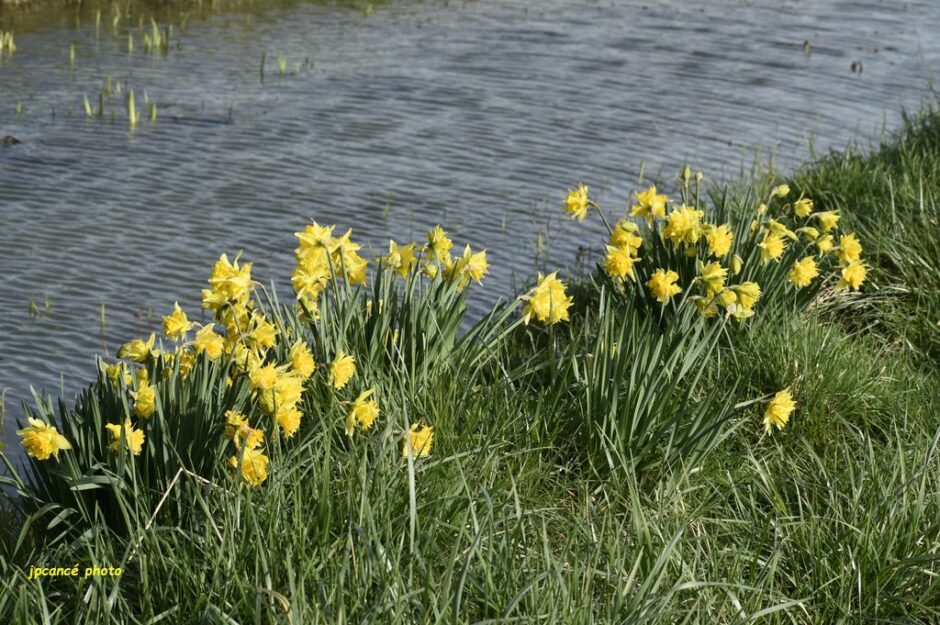 LES CHEMINS DE MUSARDE