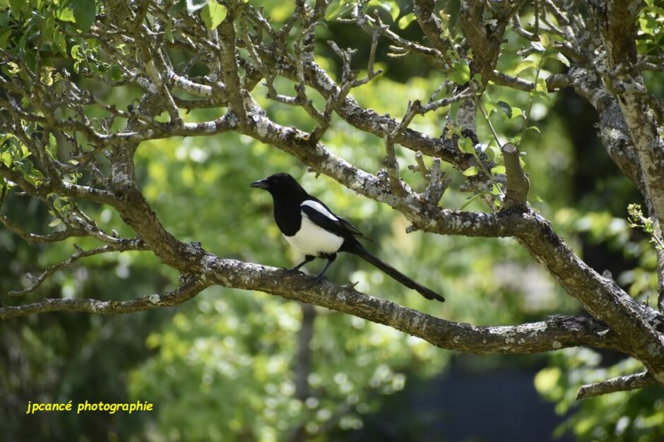 LES CHEMINS DE MUSARDE