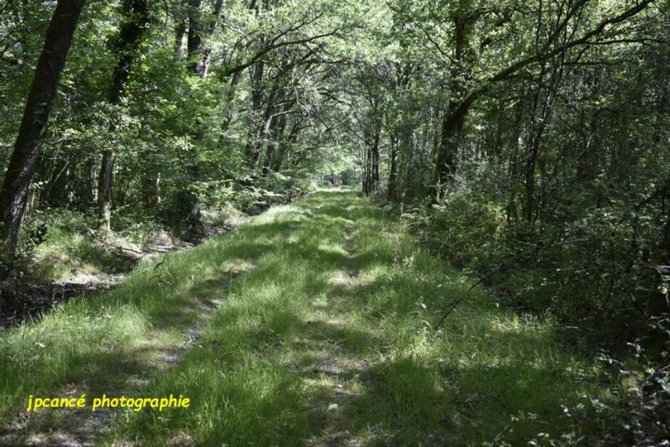 LES CHEMINS DE MUSARDE