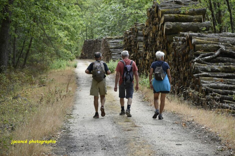 LES CHEMINS DE MUSARDE