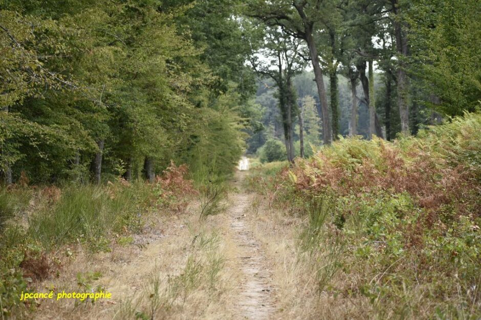 LES CHEMINS DE MUSARDE